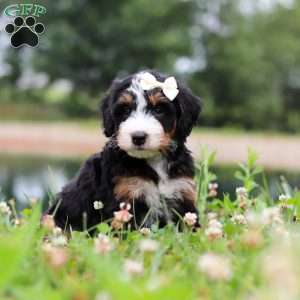Anne, Mini Bernedoodle Puppy